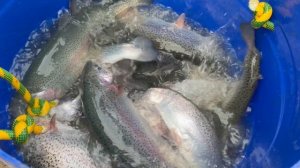 Партия форели навеска 1.5 кг-2кг