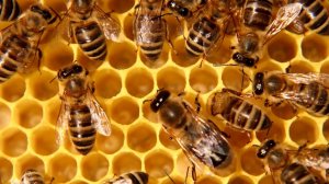 Как не тревожить пчел в омшаннике. Занос пчел в зимовник. Совет.