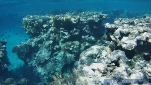 24.12.2024 заплыли далеко от Шарм Плазы