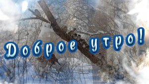 Доброе зимнее утро! Не забудьте покормить птиц