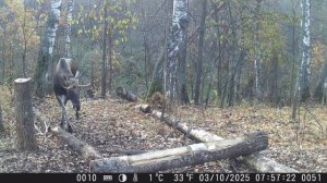 Как сделать вечный солонец? Будни дикого счастья.