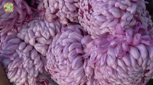 02 декабря 2025: Еще Один СУПЕР "Золотой День" Тельца для ПОСЕВОВ ПОСАДОК Растений!