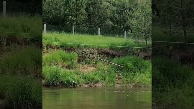 Сплав по р. Быстрица . Кировская обл..mp4 смотреть онлайн