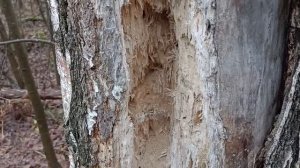 Дятел потрудился.