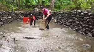 Осушение Пруда для Ловли Крупных Сомов!