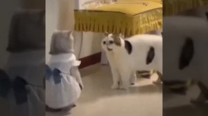 Видео от МЯУтаверс – как метавселенная, но с котами