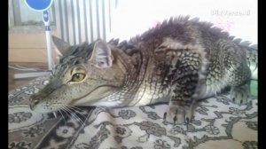 Кося крокодил