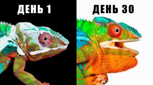 Dr. Plants / Когда Хамелеон Доверяет Тебе… 🦎 История Берни (ДокторПлантс)