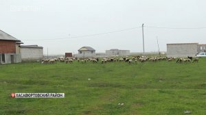 В Дагестане семьи участников СВО развивают личный бизнес через Соцконтракты