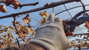 обрезаю виноград в теплице