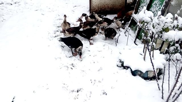 Индоутки на зимней прогулке