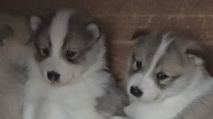 Щенки остаются одни