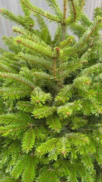 Пихта Нордмана Москва, Стахановская 7  Я.КАРТЫ: VavilElkin