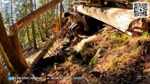 Один в лесу. Строю теплое убежище для выживания в одиночку