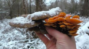 ЗАЛЕЗ В ЗИМУ ЗИМУШКУ И НАБРАЛ ГРИБОВ! По грибы в зимний лес!