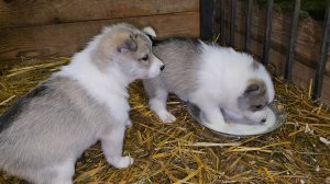 К щенкам ночью