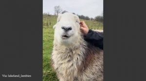 Приколы и юмор животные