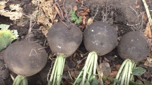 Выращивание редьки