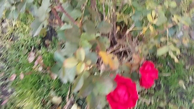 Розы в ноябре на Луганщине смотреть онлайн