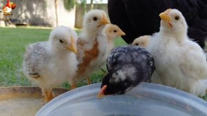 Любовь птицевода к Курочкам 🐥🐔🥚 Нежное видео 🐓 Версия (71)