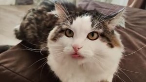 Го поболтаем?