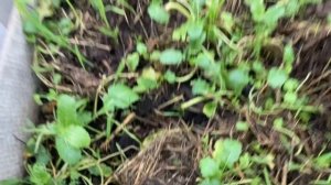 Почва в теплице.