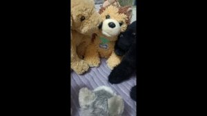 Новый мелкий проныра и обормот Мэйлон! 
КАПЕЦ! почти братья хаски Бобик и якутская лайка Норд.