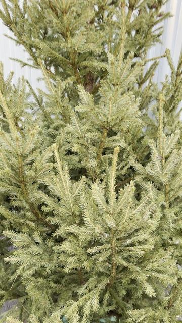 ЕЛЬ Москва, Стахановская 7  Я.КАРТЫ: VavilElkin