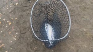 Форель на спиннинг в зачете