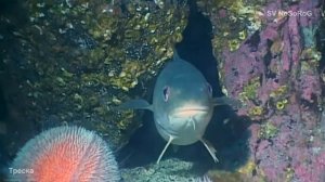 В каком возрасте Атлантическая треска (Atlantic cod) — Gadus morhua начинает совершать миграции ?