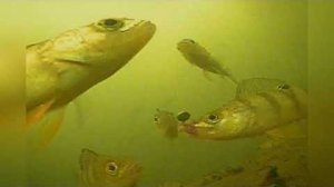 А Вы Знаете Как Клюет Окунь Под Водой? Красивые поклевки окуня крупным планом