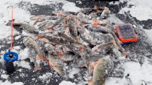 РЫБАЛКА НА БЕЗМОТЫЛКУ ЛОВЛЯ ОКУНЯ.СЕЗОН ОТКРЫТ 2025-2026.