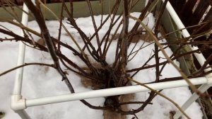 Смородина и крыжовник.