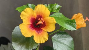 Гибискусы🌺 на балконе. Как у них дела🤔. Посадки-пепесадки ☘️🌿☘️🌿🌺