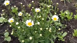 Рәфис Сирусин - Сәскәләр 🌷🌹🎋🌺💐