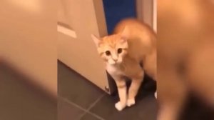 Приколы Юмор