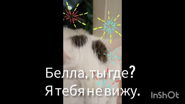 Белла и пуша.  часть 9 игра в прятки. смотреть онлайн