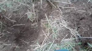 13. Металлокоп с Quest X5. Продолжаю копать на новом месте. Находки есть