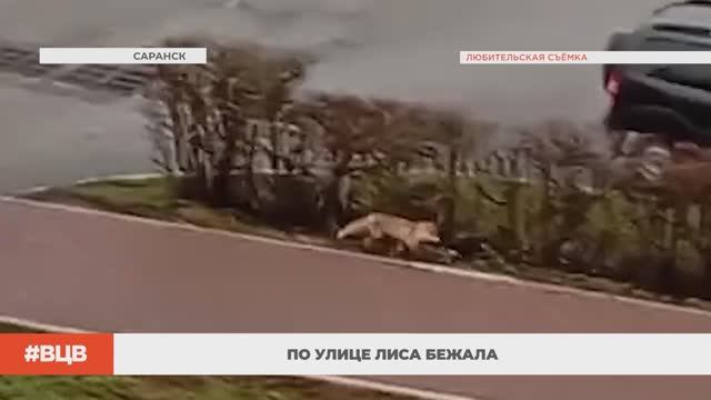 По улице лиса бежала / В центре внимания – 11 (28.11.2025)