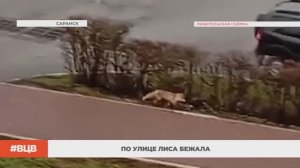 По улице лиса бежала / В центре внимания – 11 (28.11.2025)