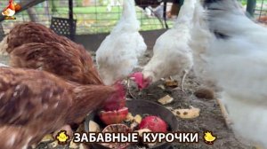 Забавные курочки несушки на сельском подворье 🤗😂😜 (35)