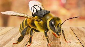 Они Поместили Миллионы Живых Пчел под Почву Пустыни на Месяц, и Результат Был Безумным