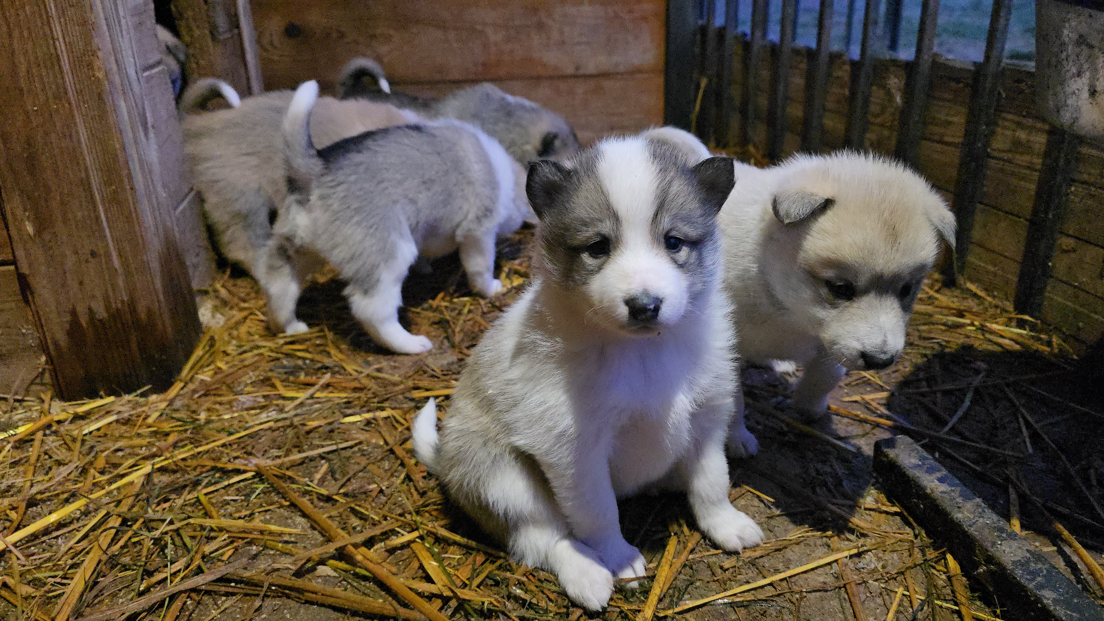 Ужин щенков