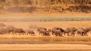 КАКОЕ МЕСТО ЧЕЛОВЕКА В ЖИВОТНОМ МИРЕ НА ЗЕМЛЕ