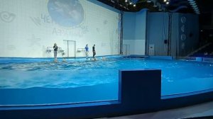 репетиция в дельфинарий.mp4