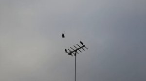 Николаевские голуби 29.11.2025 г