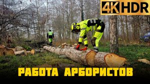 Спил деревьев Краснодар | Удаление двух аварийных деревьев