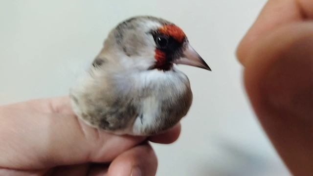 Щеглы черноголовыеметисыседоголовые варианты окрасов.