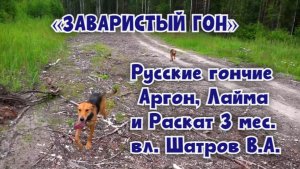 «ЗАВАРИСТЫЙ ГОН» Русские гончие Аргон, Лайма и Раскат 3 мес. вл. Шатров В.А.#охота #топ #hunting