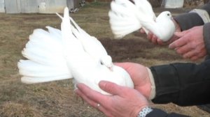 Настоящие или искуственные.